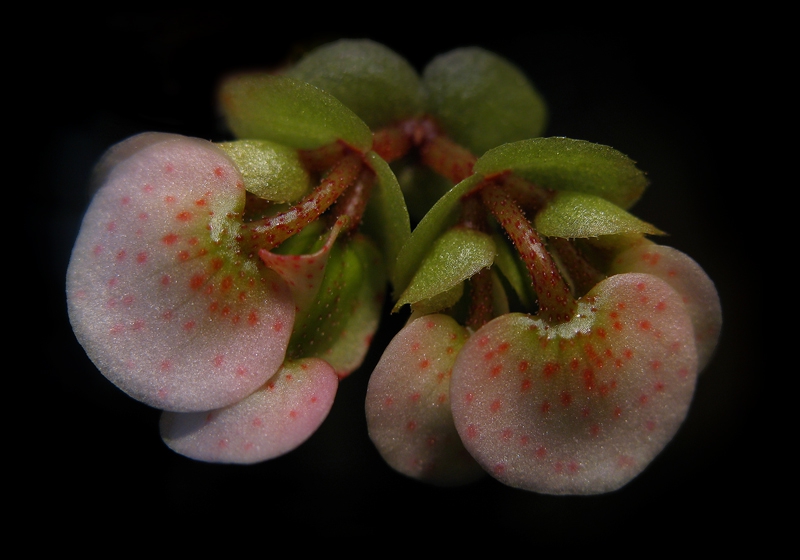 begonia...