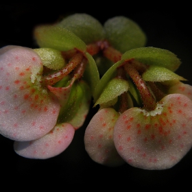begonia...