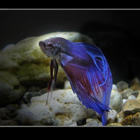 betta