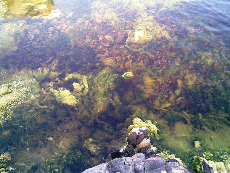 водорасли