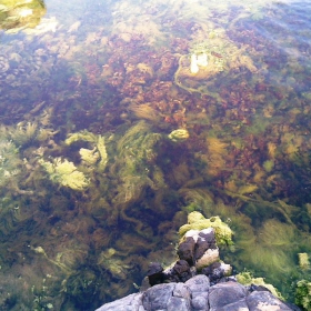 водорасли