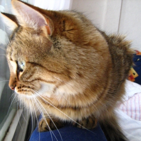 Maca