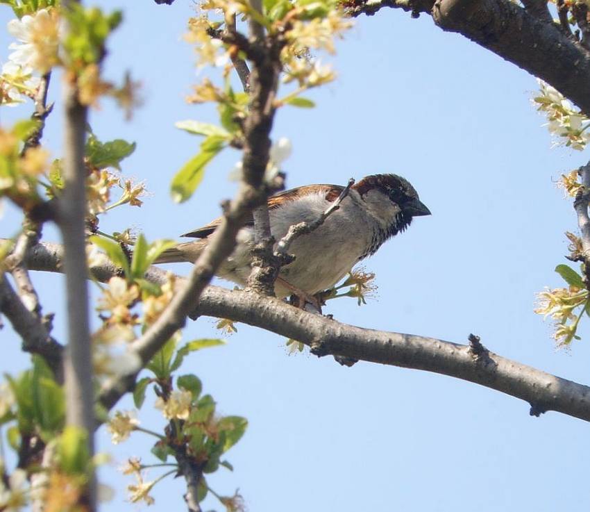 Врабче-Passer domesticus