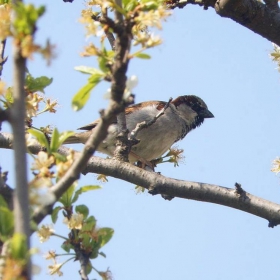 Врабче-Passer domesticus