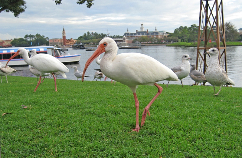 Bial ibis