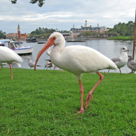 Bial ibis