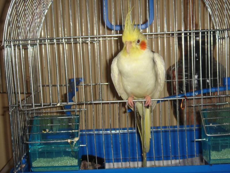 koko