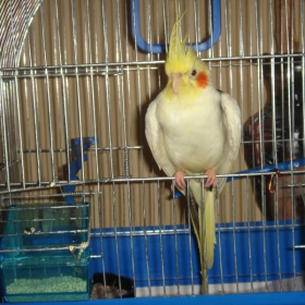 koko