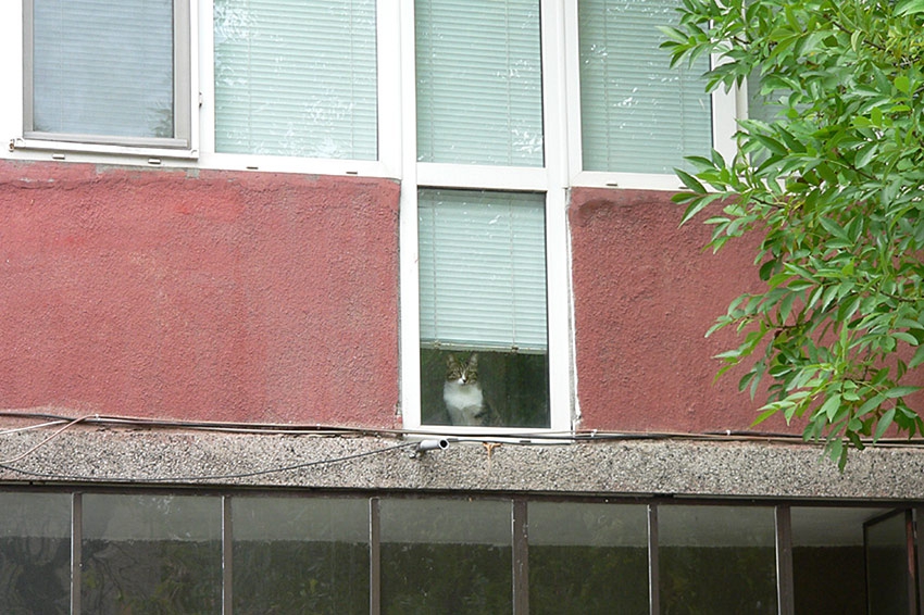 сам в къщи