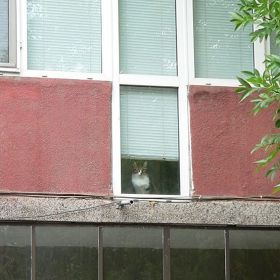 сам в къщи