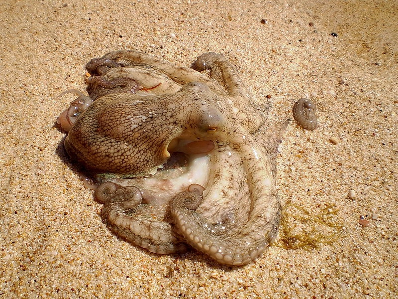 Морски Дар
