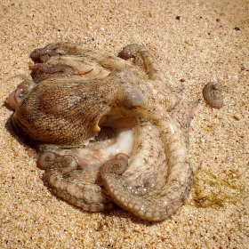 Морски Дар