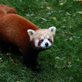 Red Panda - 1