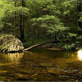 Камъкът,  водата и дървото...