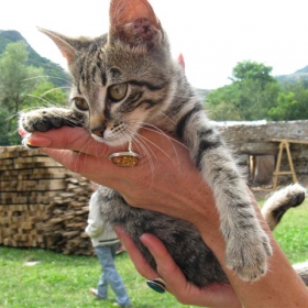 котенце