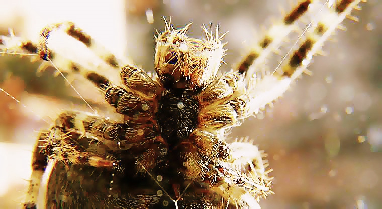 Spider