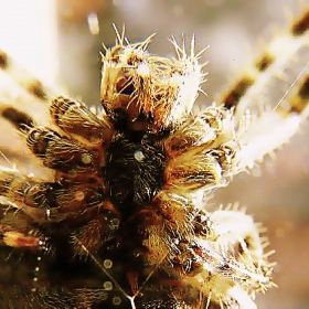 Spider