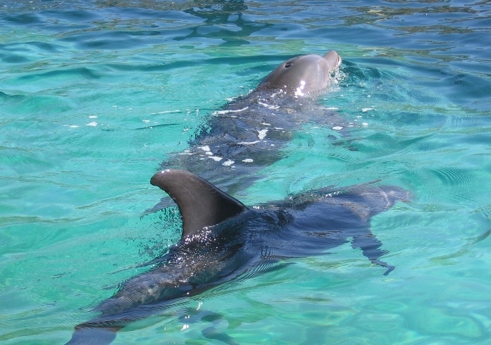 Swiming