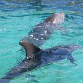 Swiming