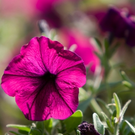 Petunia  Grandiflora - express