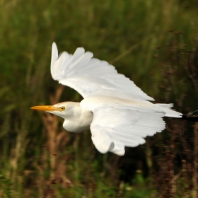 Everglades