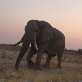 Namibian elephant at dusk