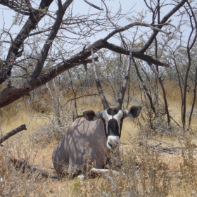 Oryx in Etosha , Namibia