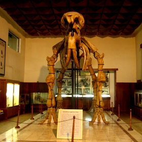 Deinotherium giganteum Kaup = Палеонтологичен музей гр.Асеновград