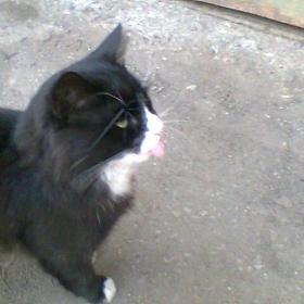 котарак