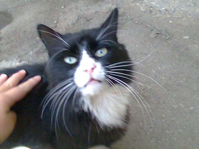 котарак