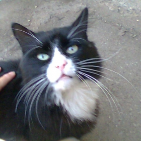 котарак