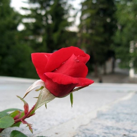 rose