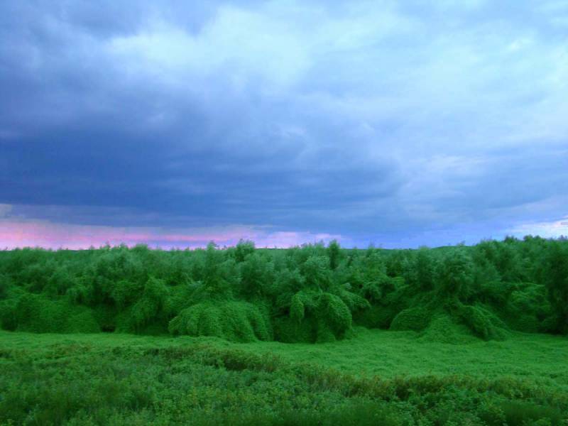 Синьозелено