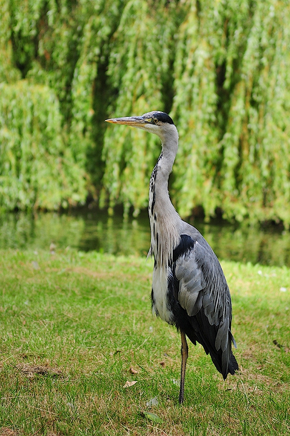 Сива чапла (Ardea cinerea)