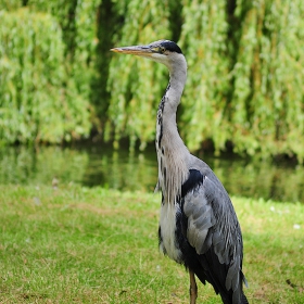 Сива чапла (Ardea cinerea)
