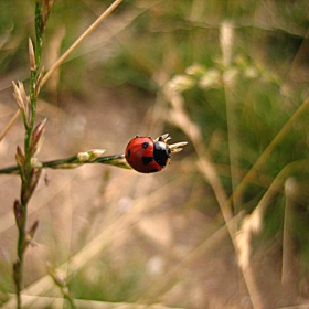 Lady Bug to the rescue