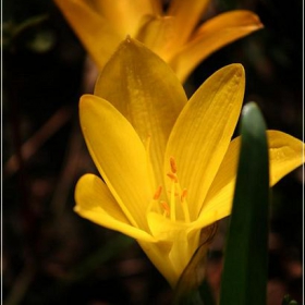 Yellow Lights In A Deep Autumn