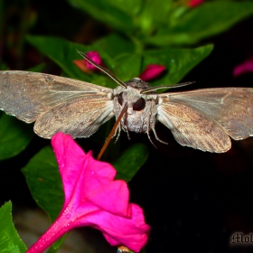 Гълъбова опашка (Macroglossa stellatarum)