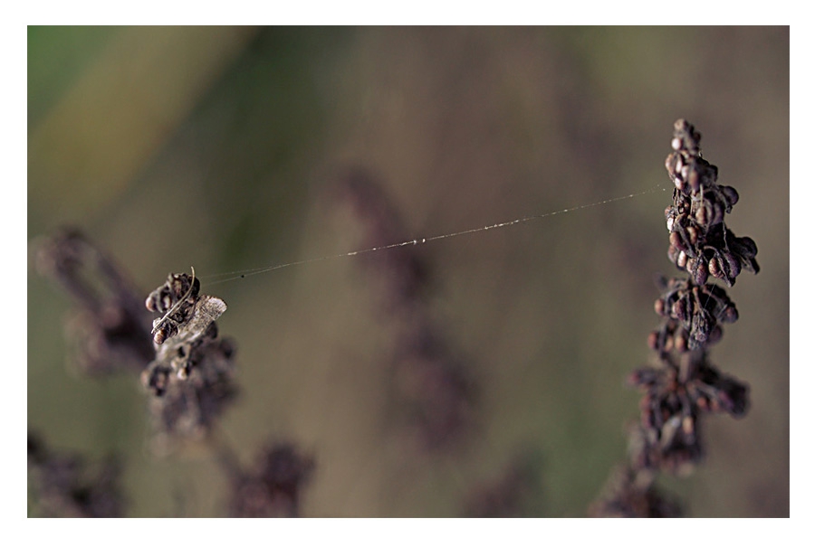 Connected...