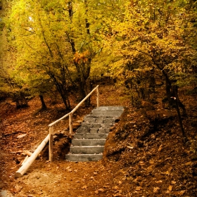 За гората и бетона...