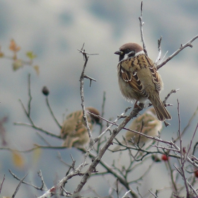 Полско врабче - Passer montanus