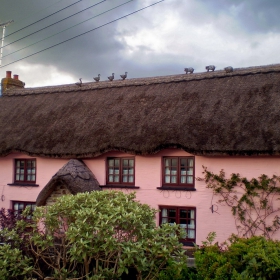 Thatched roof