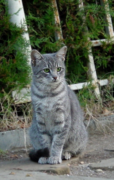 улично коте....
