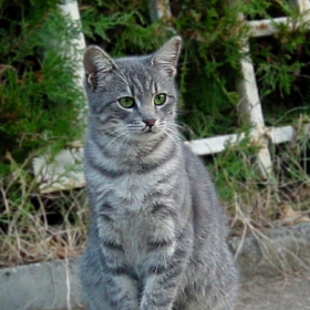 улично коте....