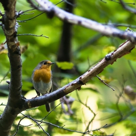 Червеногръдка (Erithacus rubecula )