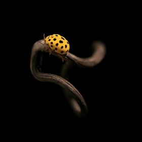 Ladybug