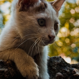 Едно много тъжно коте