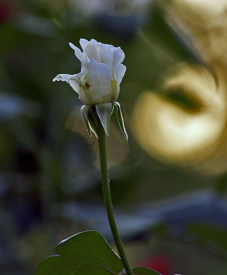 My lovely rose 2