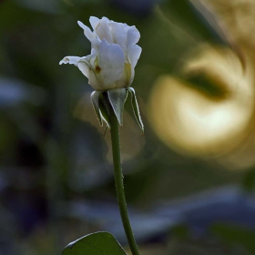 My lovely rose 2