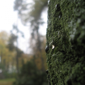 the tears of the lonely tree